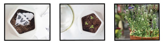 Eco Greeting Card - Plantable & Plastic Free