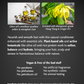 Balancing Conditioner (with Ylang Ylang & Ginger)